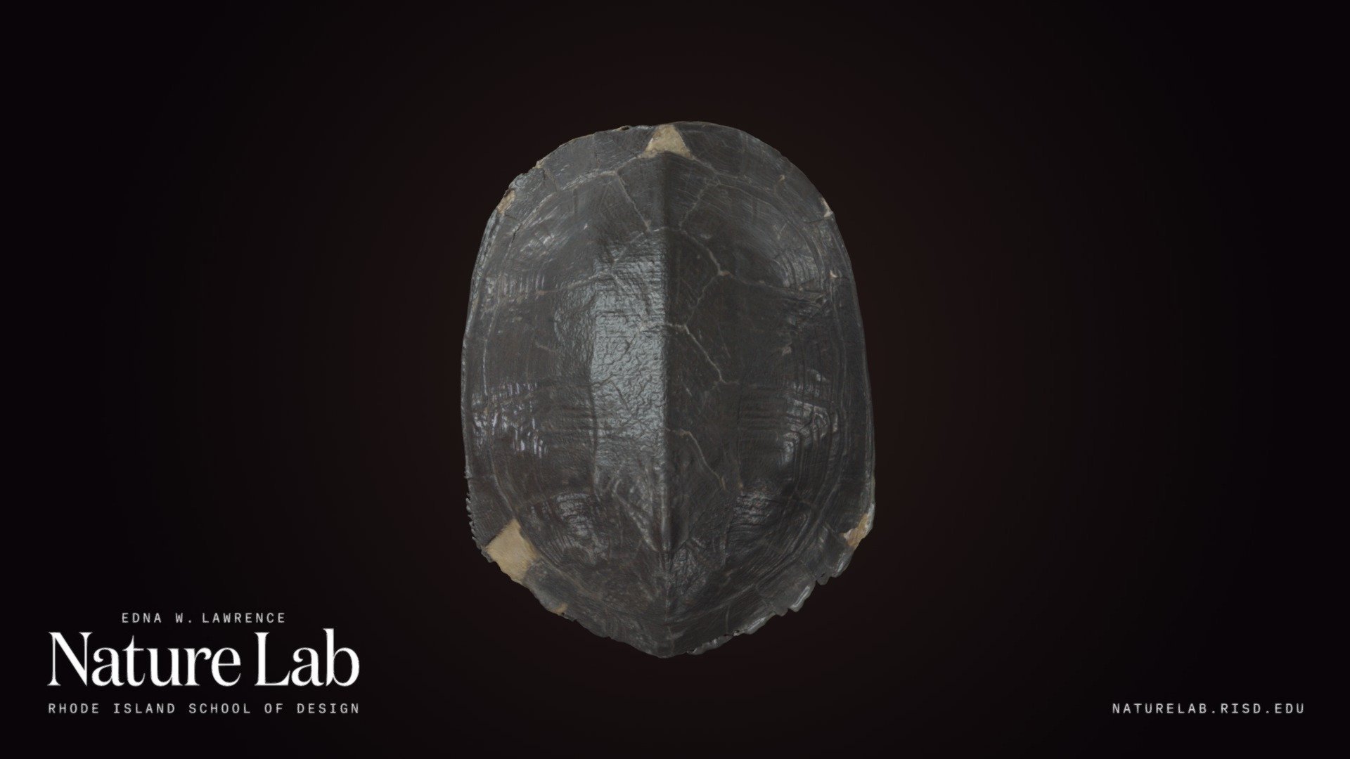 Black Marsh Turtle Shell - Download Free 3D model by RISD Nature Lab ...