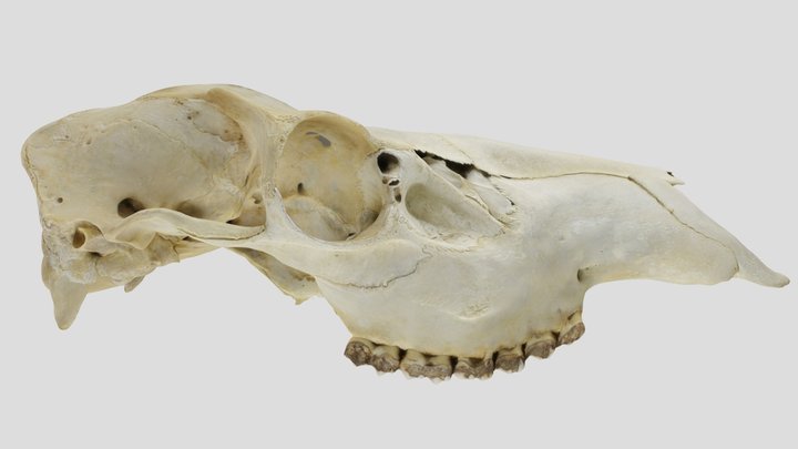 UWYMV:Mamm:5383, Cervus elaphus, Crania – Kostenloses 3D-Modell STL