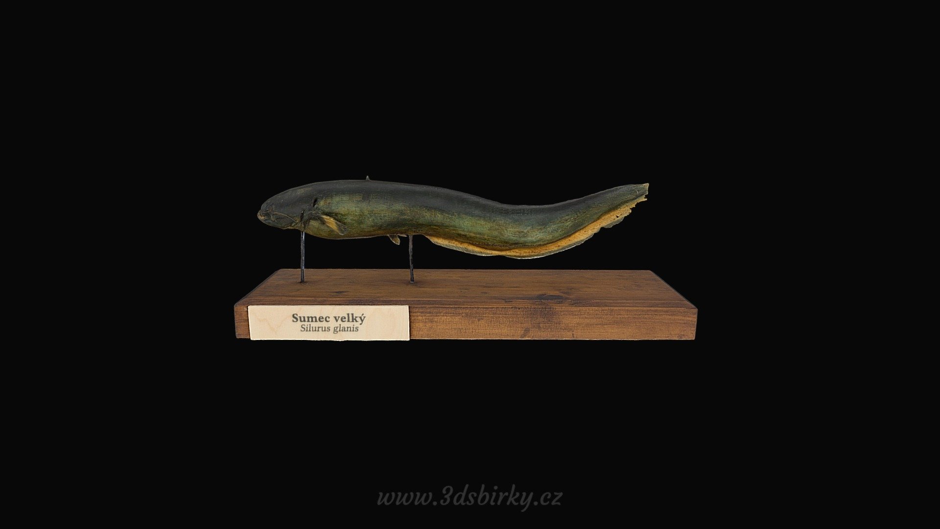 Sumec velký — Sketchfab embed 3D viewer