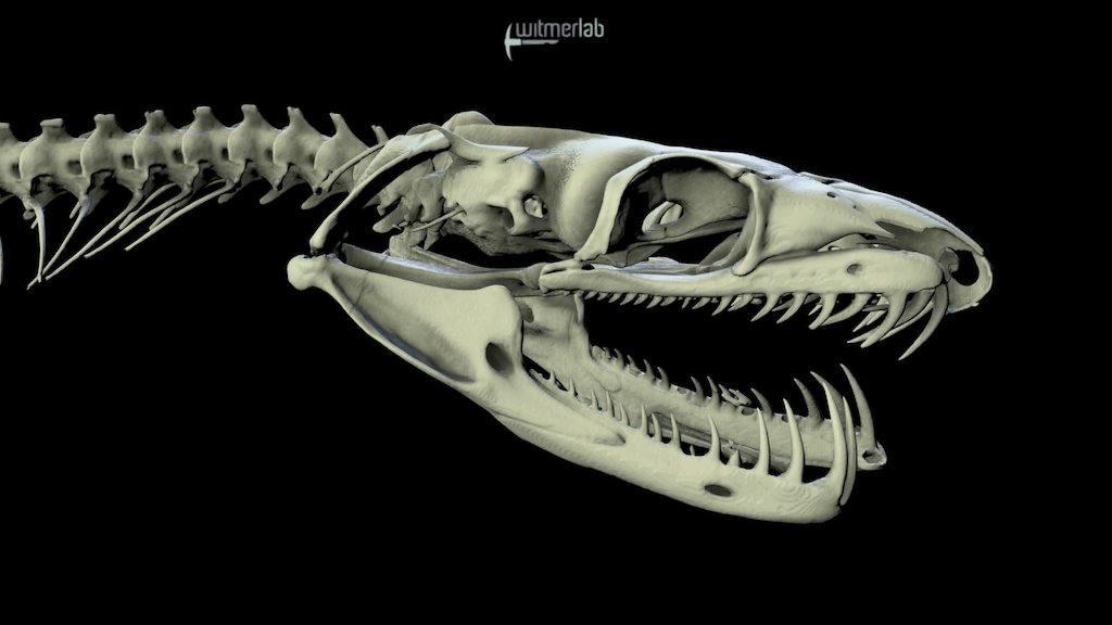 Tree Boa - snake skull