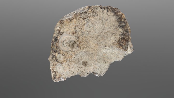 Worked Antler Fragment 3D Model