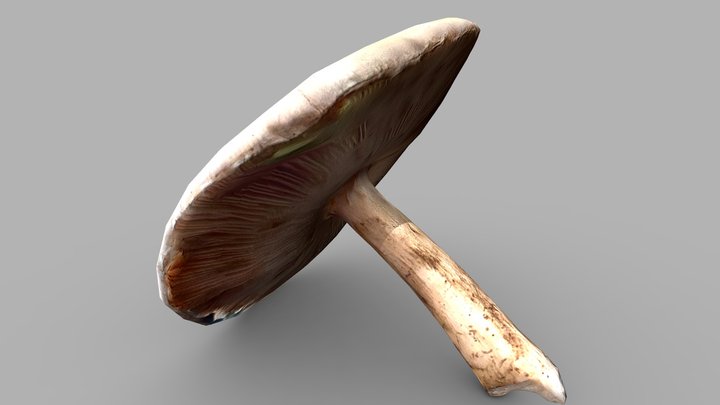 Mushroom Photoscan LOWPOLY – Modèle 3D gratuit STL