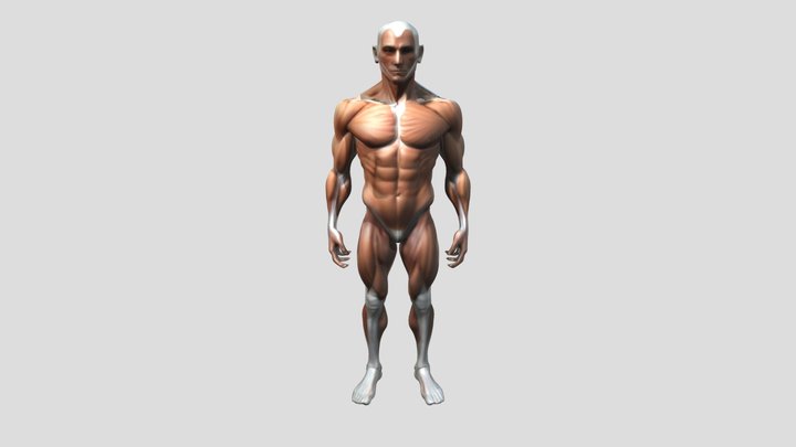 Anatomical Study-001 3D Model