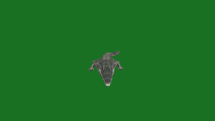 Crocodile 3D Model
