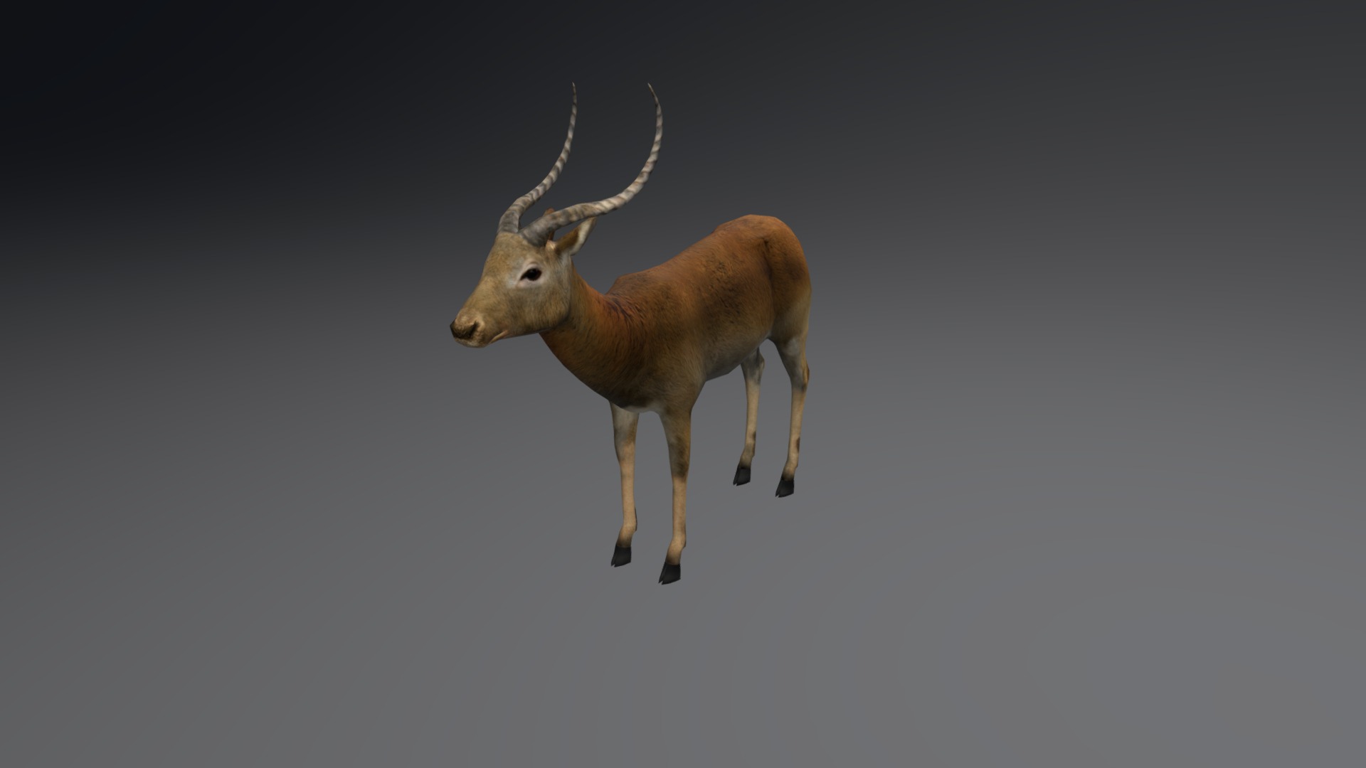 3D model Antelope impala (old) - This is a 3D model of the Antelope impala (old). The 3D model is about a deer with antlers.