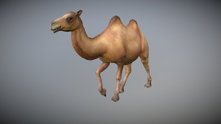 Camel Animated 3D Model
