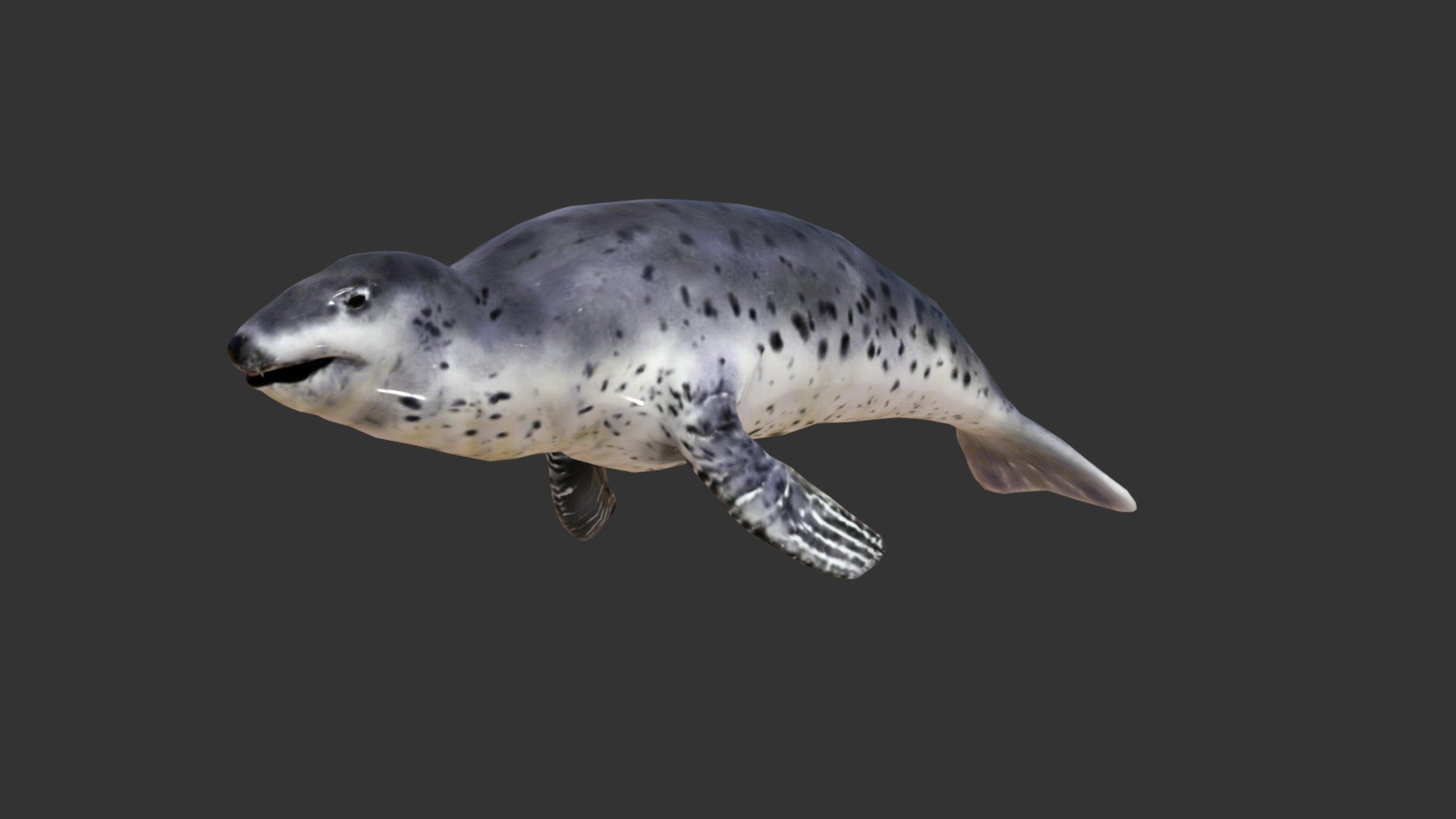 leopard seal cute