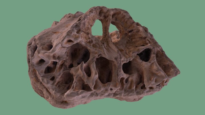 Musk Ox Skull, Big Half 3D Model