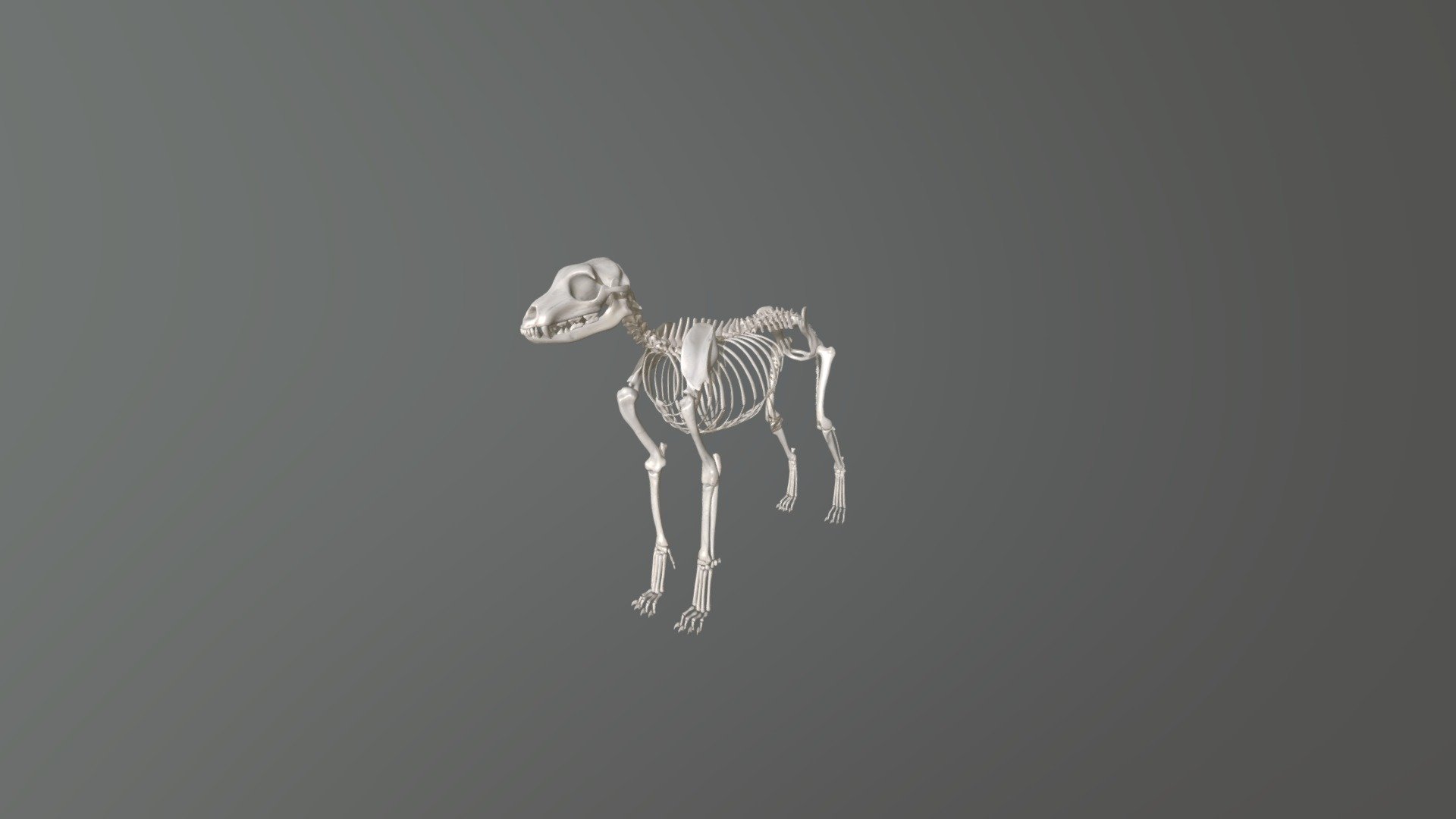 Dog skeleton — Sketchfab embed 3D viewer