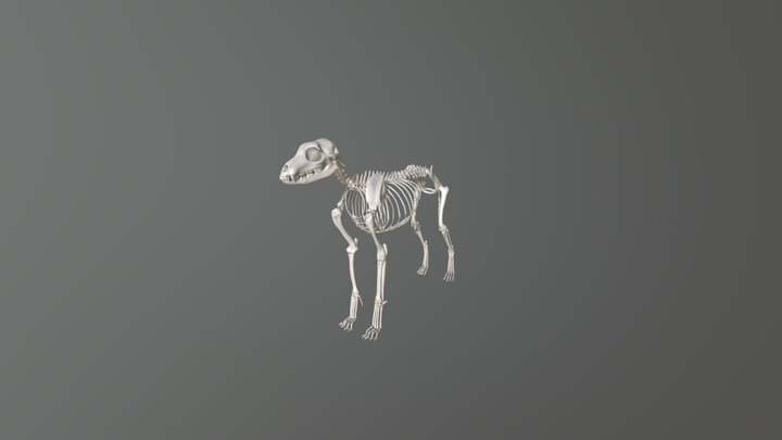 Dog skeleton 3D Model