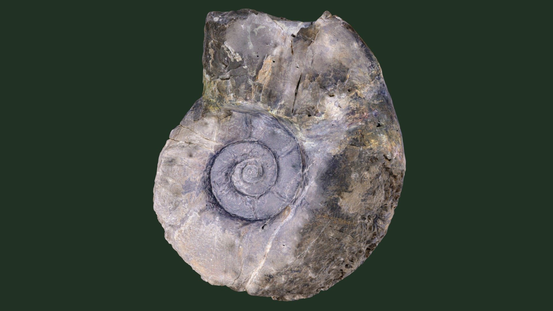 パタジオシーテス ラエビス　Patagiosites laevis: Holotype