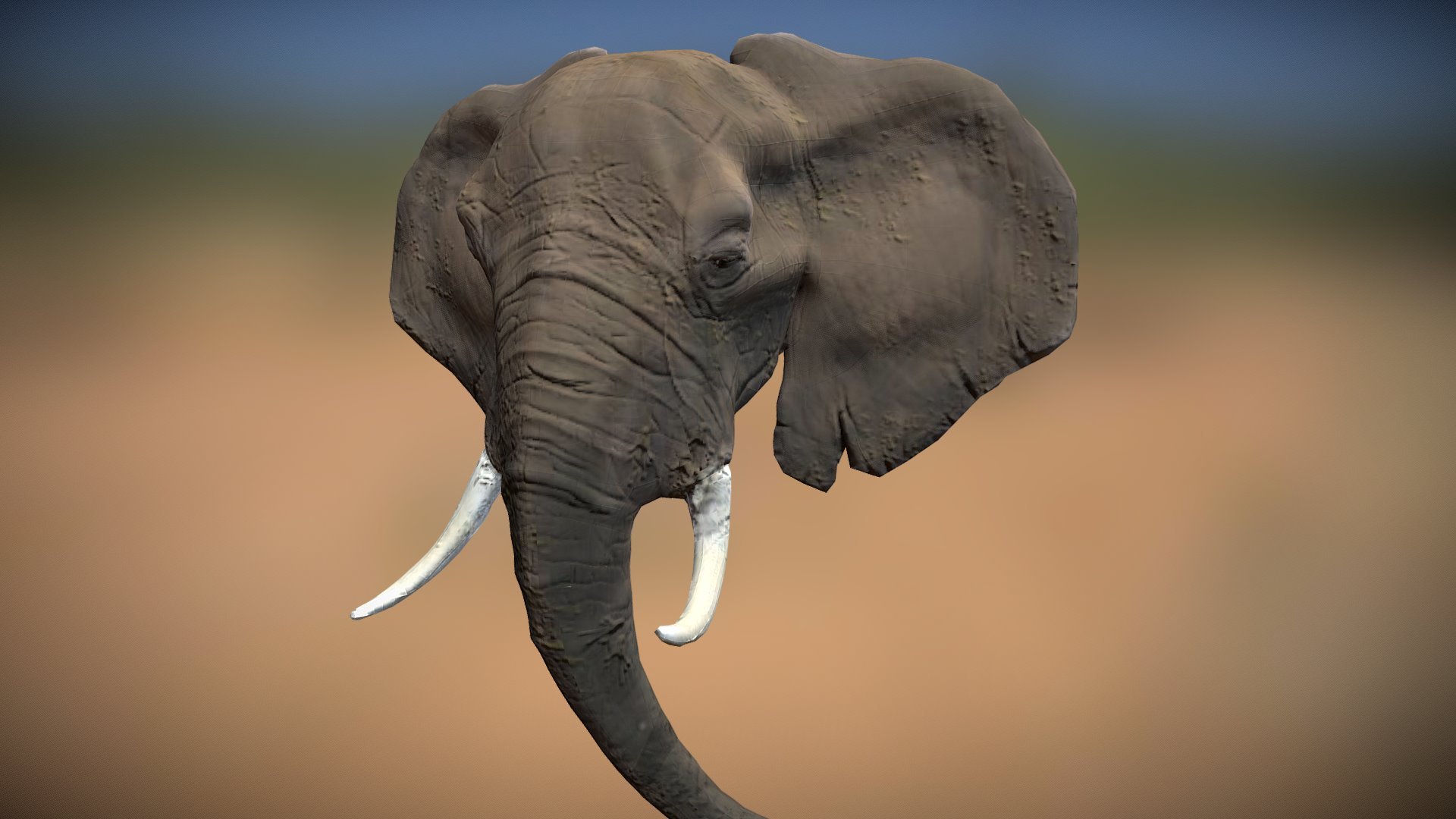 Elephand Head - 3D model by ChrystelBuhler [7f6876e] - Sketchfab