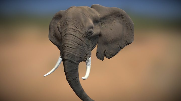 Elephand Head 3D Model