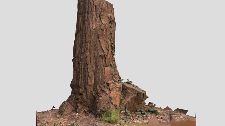 pine tree photogrammetry 3D Model