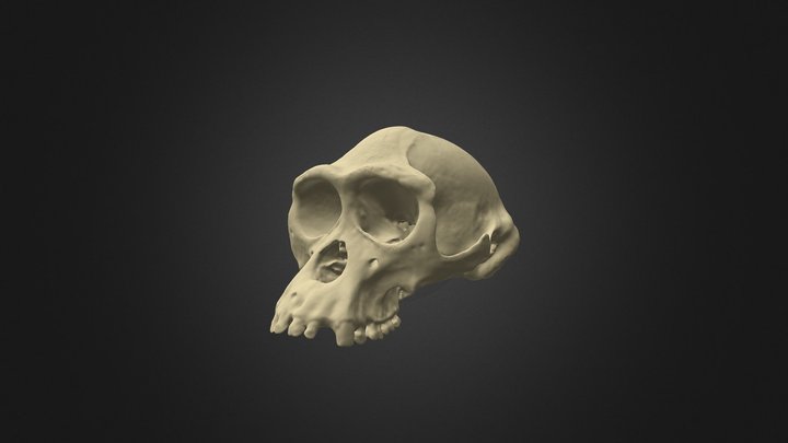 Male Bonobo Cranium 3D Model