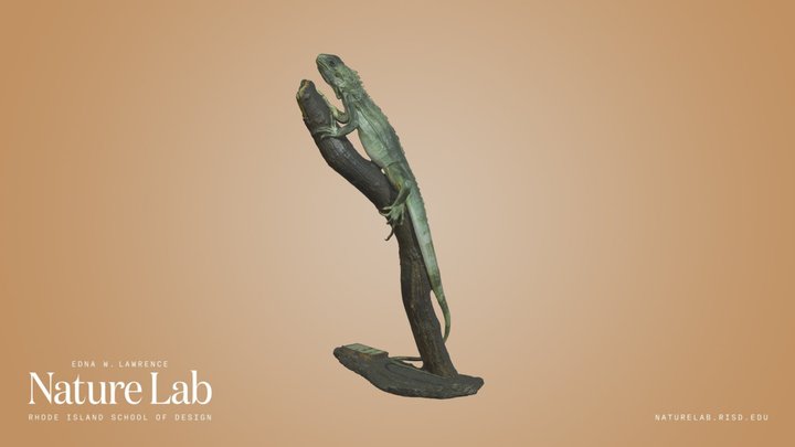 Common Green Iguana – Modelo 3D gratuito STL
