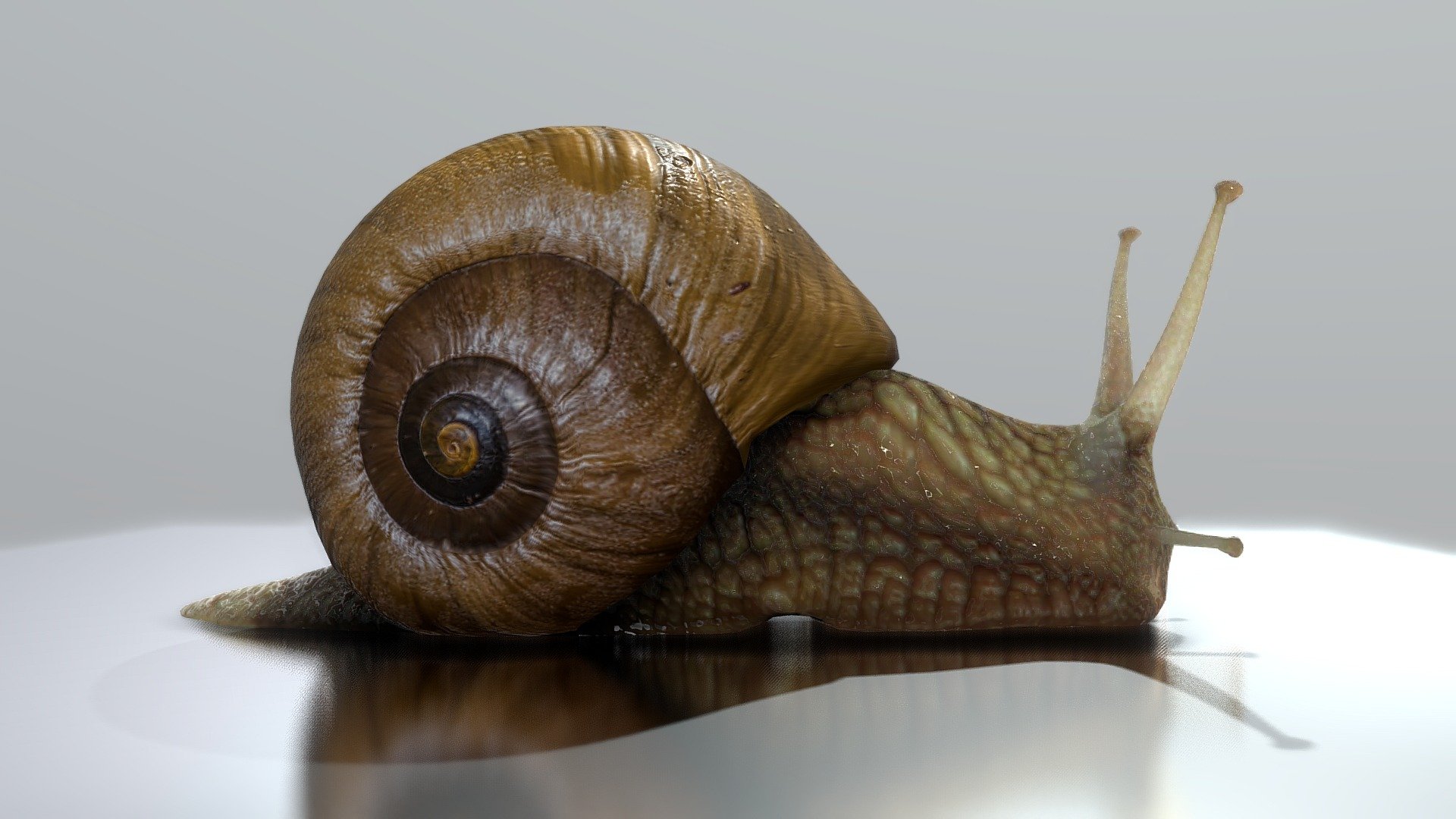 Snail with Shell - Buy Royalty Free 3D model by 3Dee (@mellydeeis ...