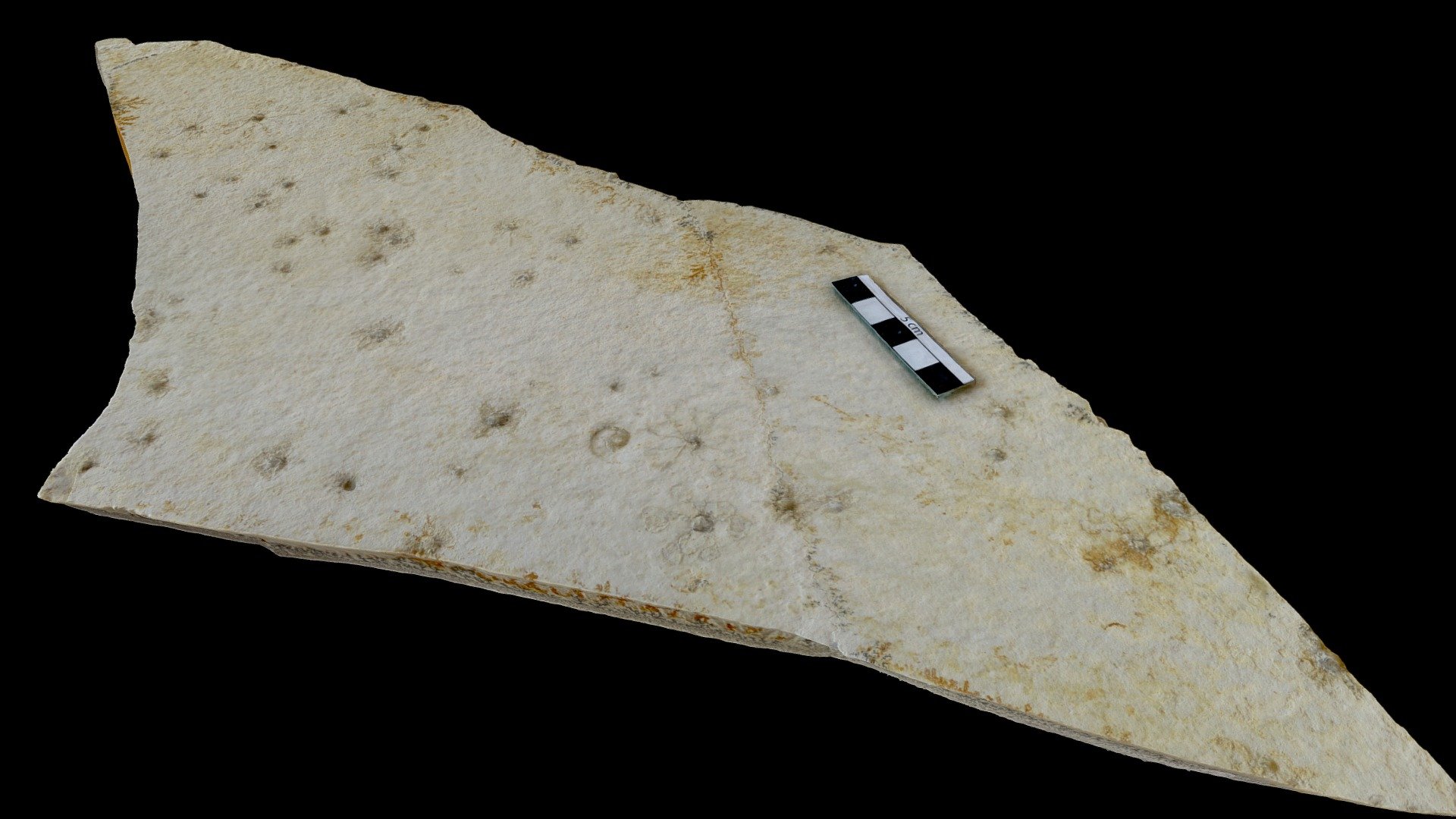 Crinoids, Germany — Sketchfab embed 3D viewer