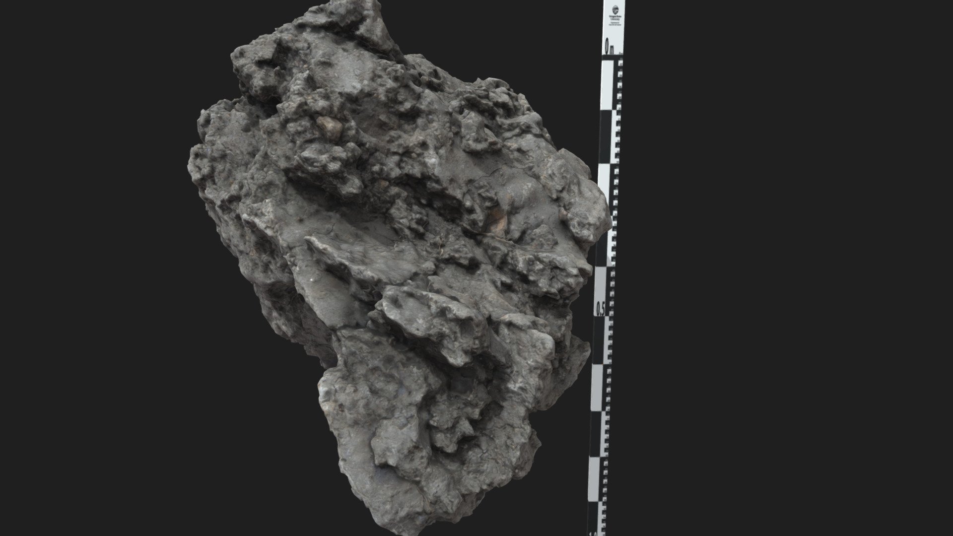 Bashaw prismatic with scale 3D model by Oregon State University