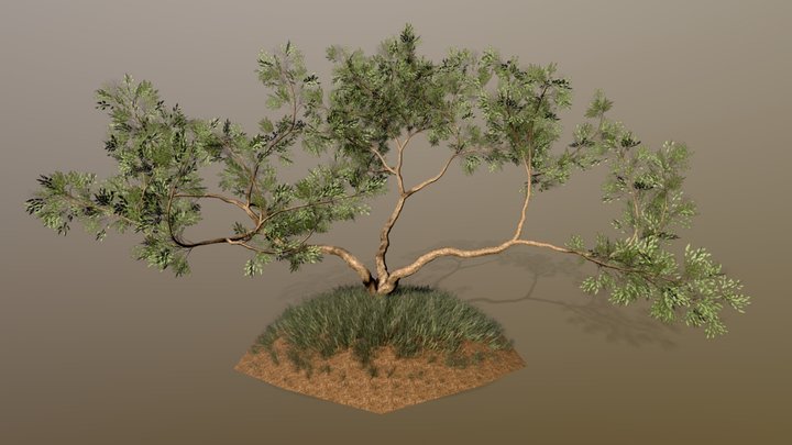 Ancient Oak Tree Collection 3D Model