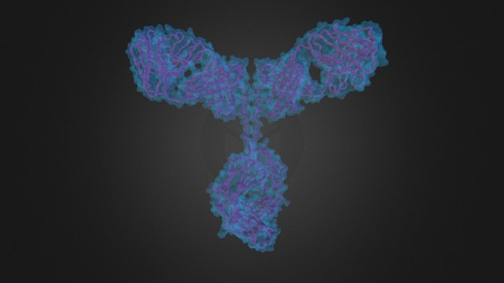 Antibody 3D Model