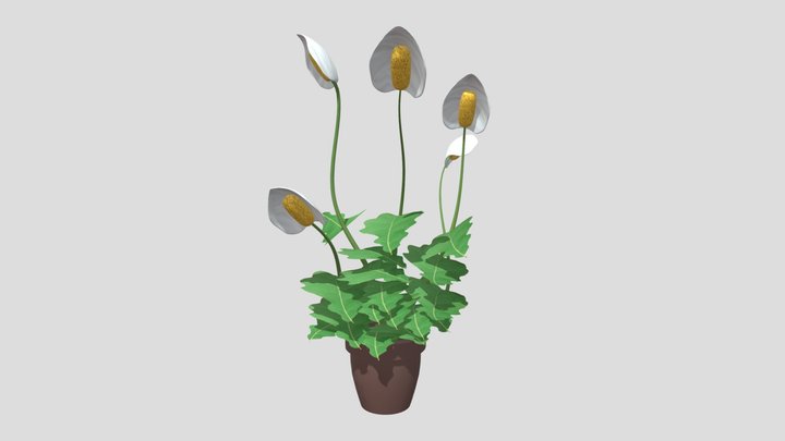 Peace Lily 3D Model