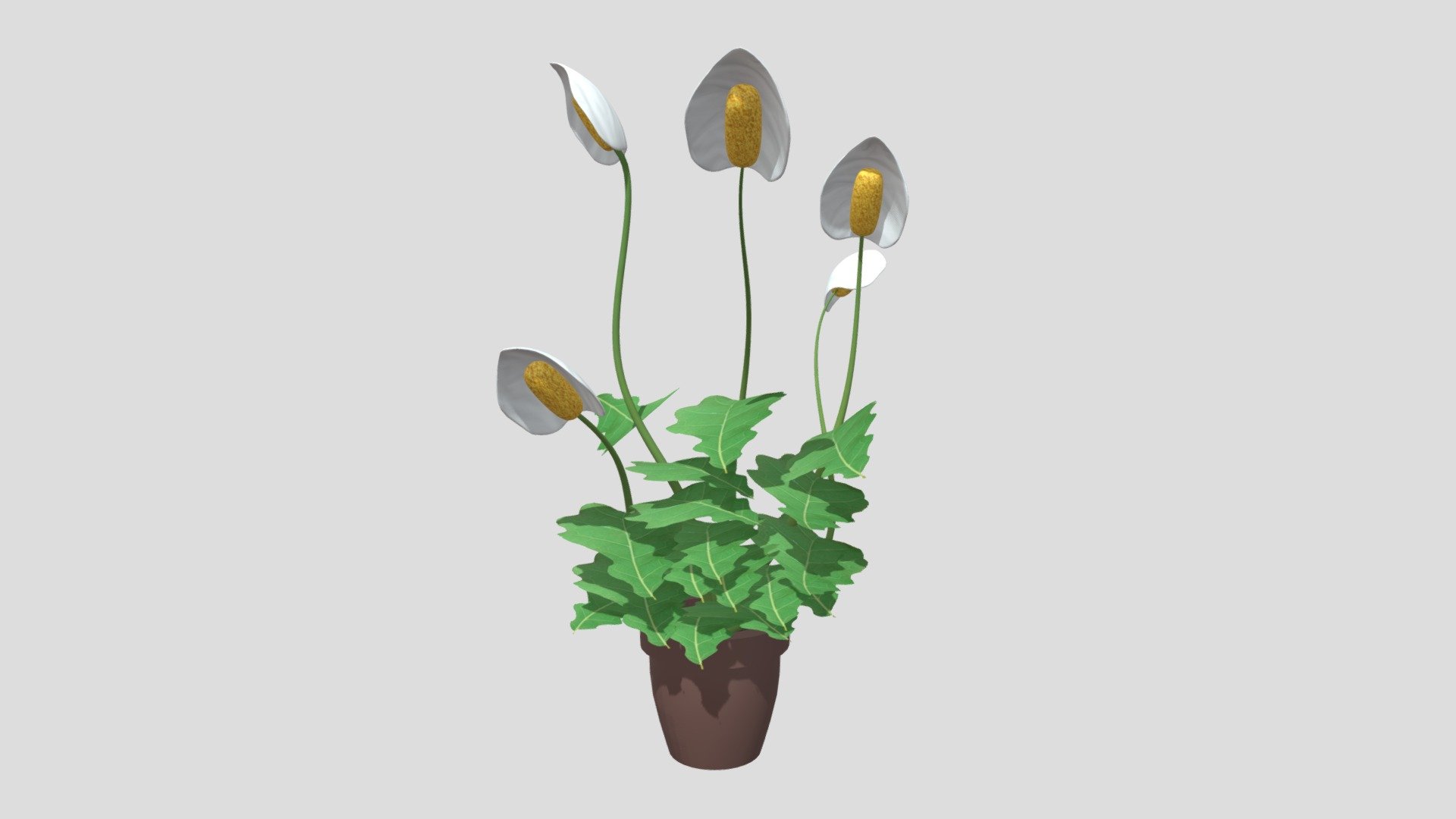 Peace Lily