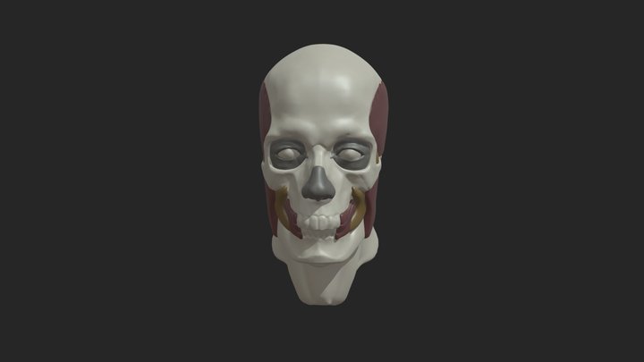 Head_Layers_HW6 3D Model