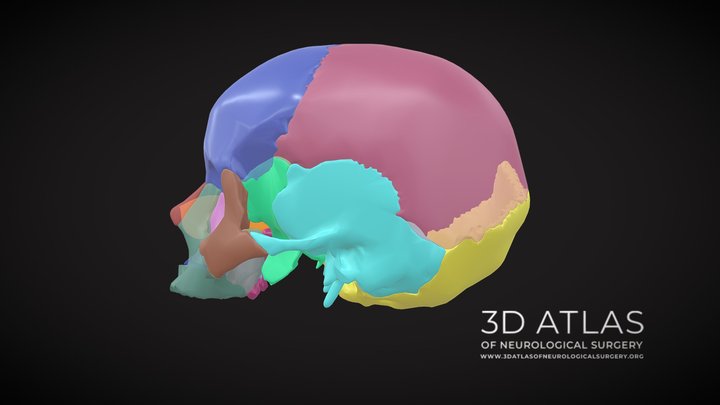 Skull individual bones coloured 3D Model