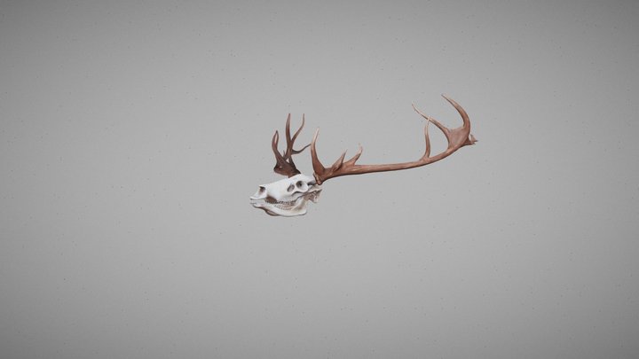 Red Deer Skull with Antlers 3D Model