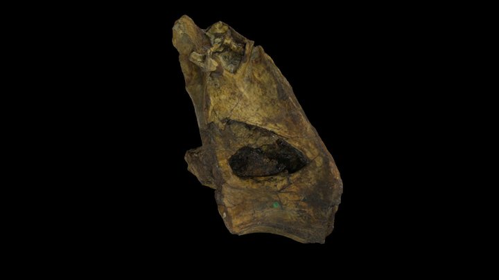 Xenoposeidon proneneukos NHMUK R2095 3D Model