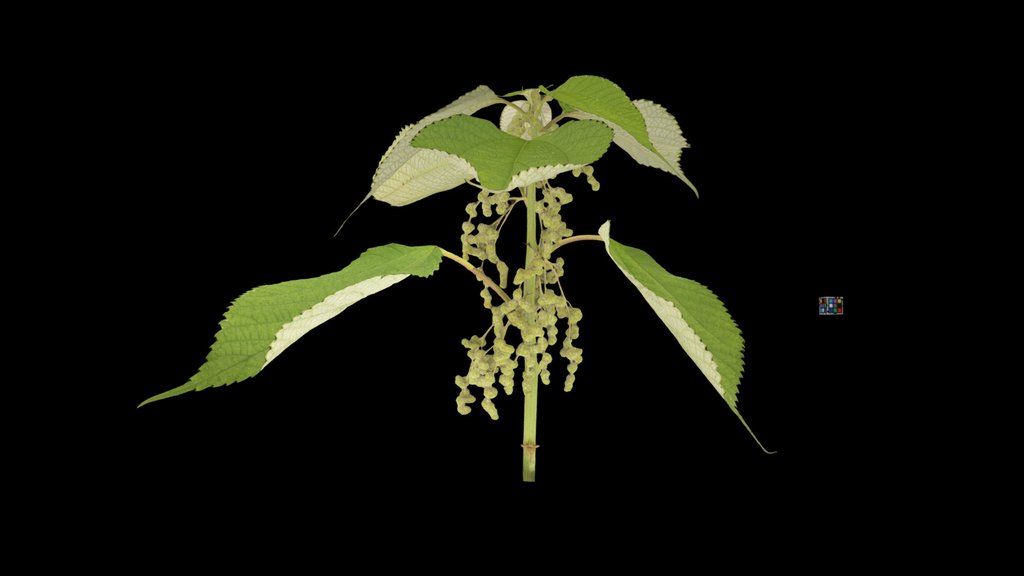 CC0 カラムシ類 Ramie, Boehmeria nivea