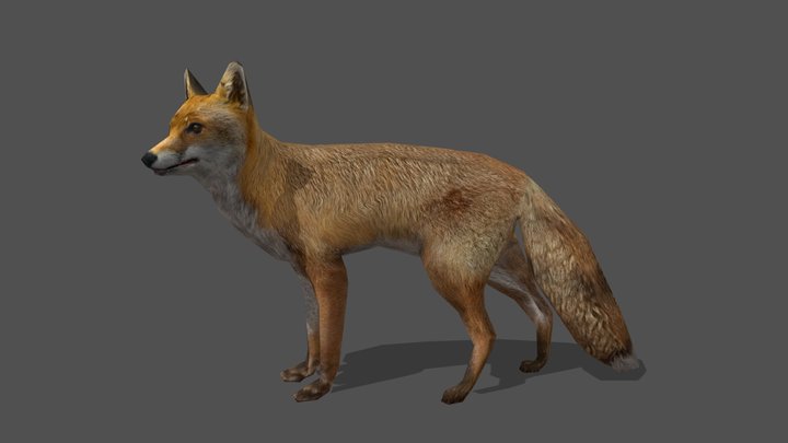 Animated Fox – 3D Animal Model