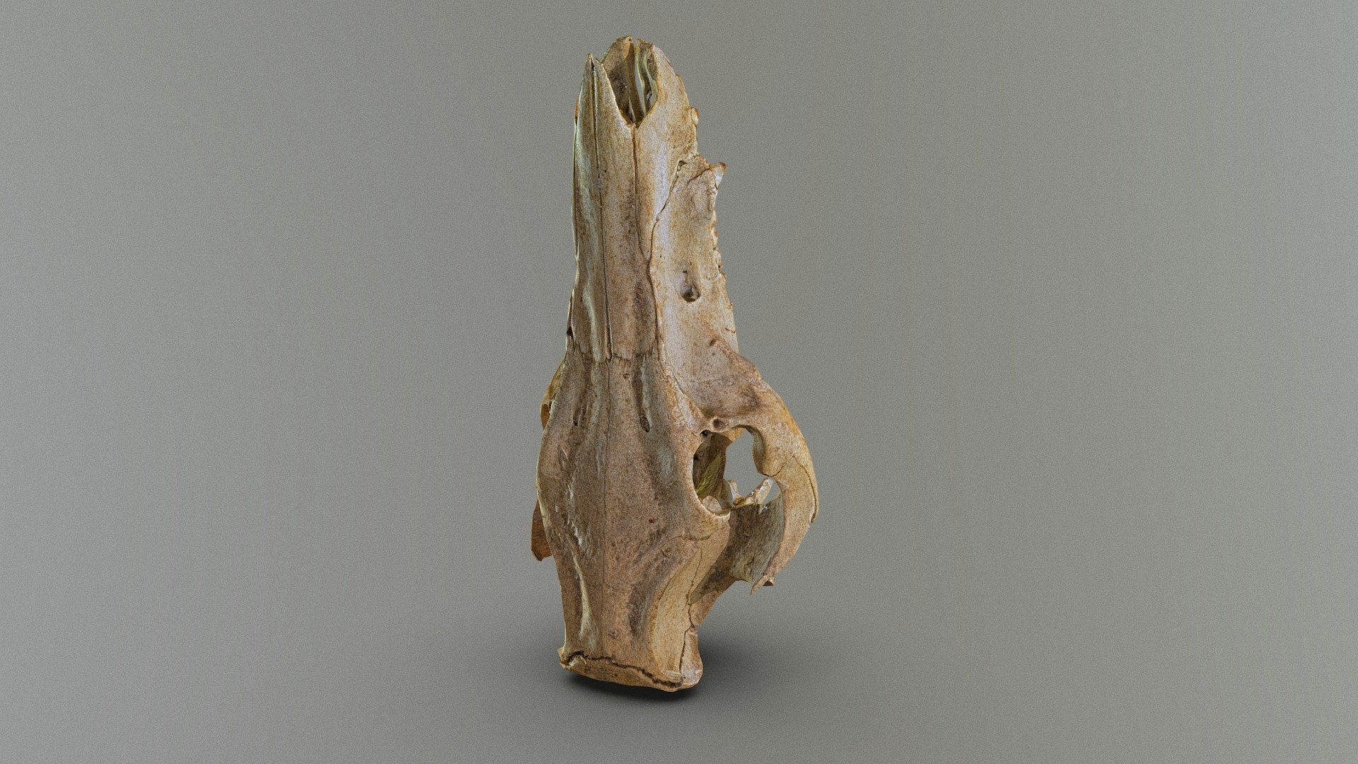 Scanned photorealistic animal skull - boar