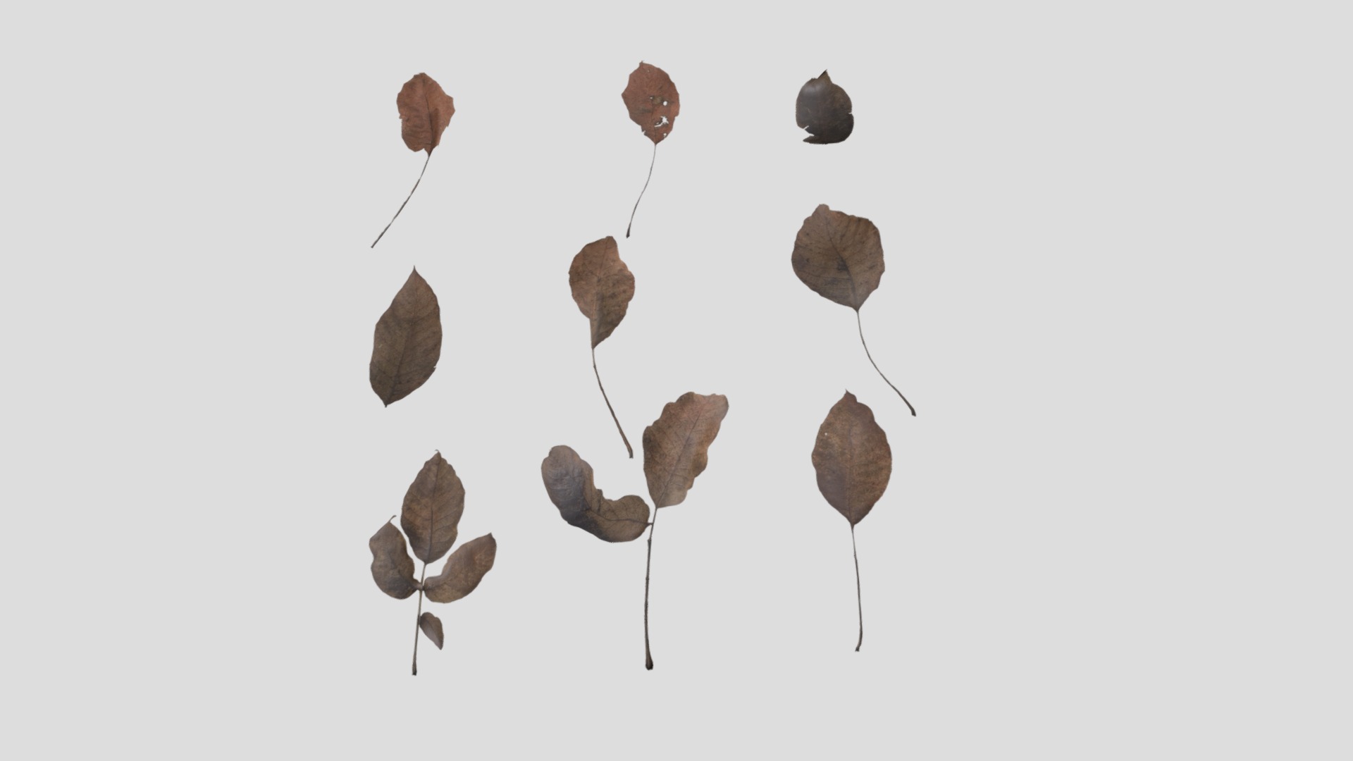 3D model Dry Walnut Leaves Pack - This is a 3D model of the Dry Walnut Leaves Pack. The 3D model is about a group of mushrooms.