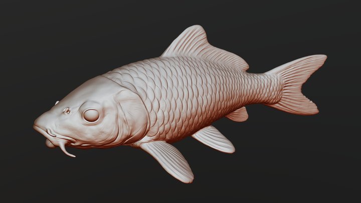 Koi Fish 3D Model