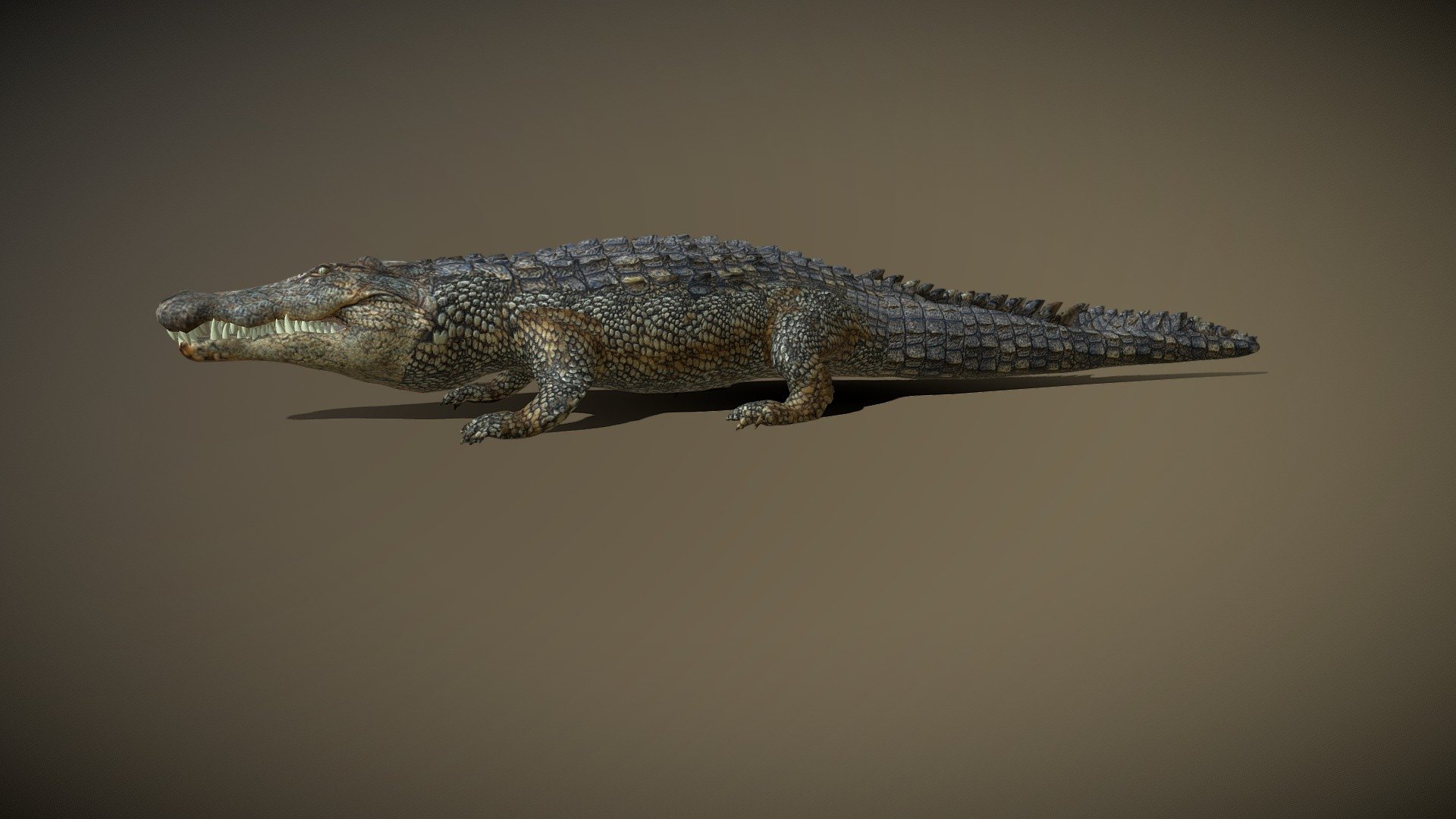 Aligator_rigged_static - Buy Royalty Free 3D Model By Pinotoon [7f975c9 ...