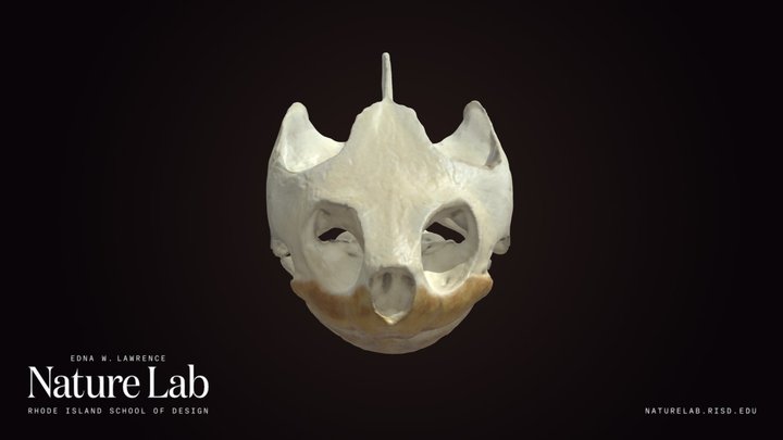 Turtle Skull