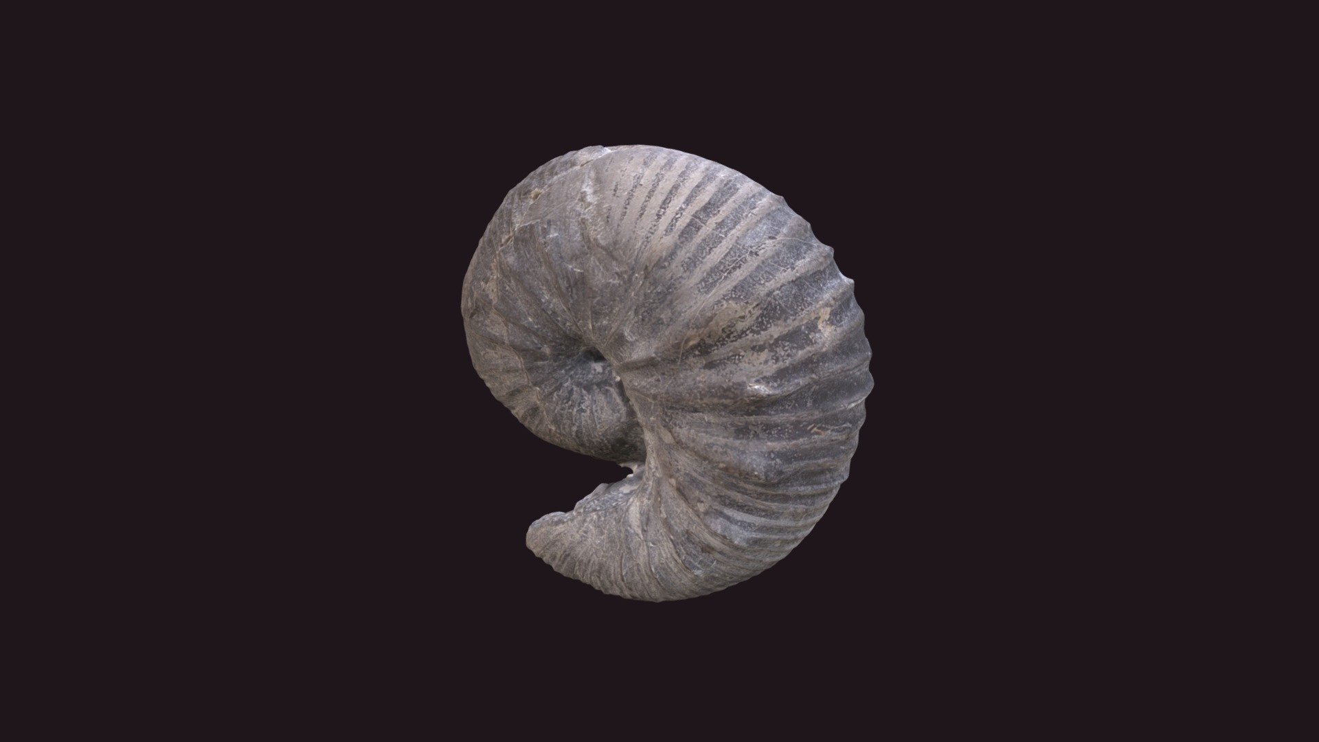 Scaphites binneyi D940 — Sketchfab embed 3D viewer