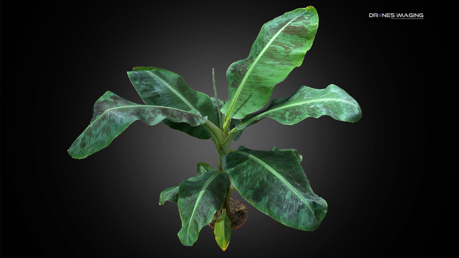 3D model Young banana tree - This is a 3D model of the Young banana tree. The 3D model is about a close-up of a plant.
