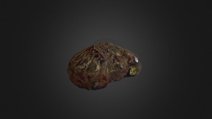 Ammonite, Asteroceras obtusum 3D Model