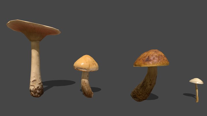 Mushroom_13&14&15&16 3D Model