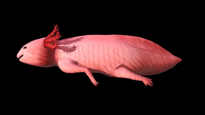 Ajolote 3D Model