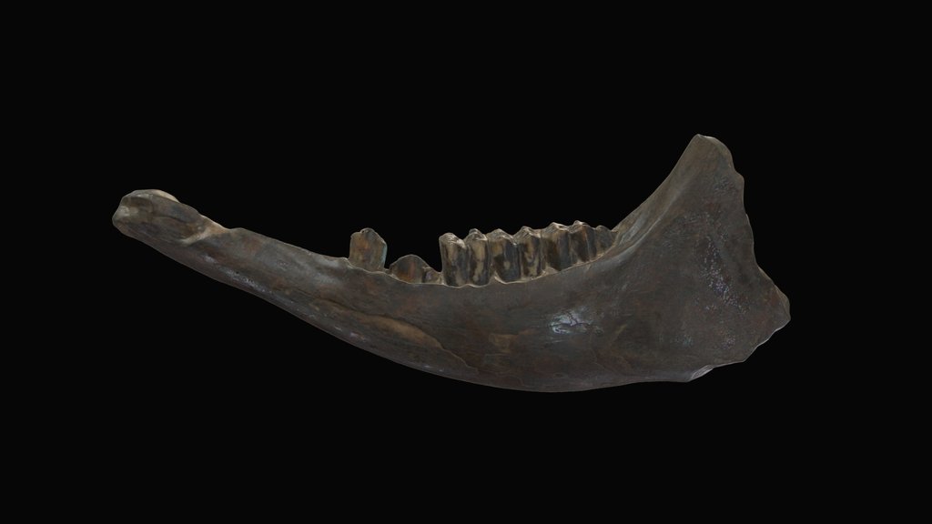 Bovid Mandible, Little Conestoga Creek (FM4064)
