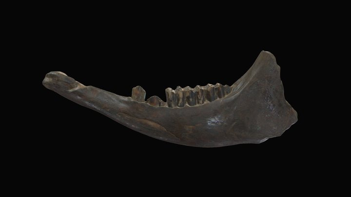 Bovid Mandible, Little Conestoga Creek (FM4064)