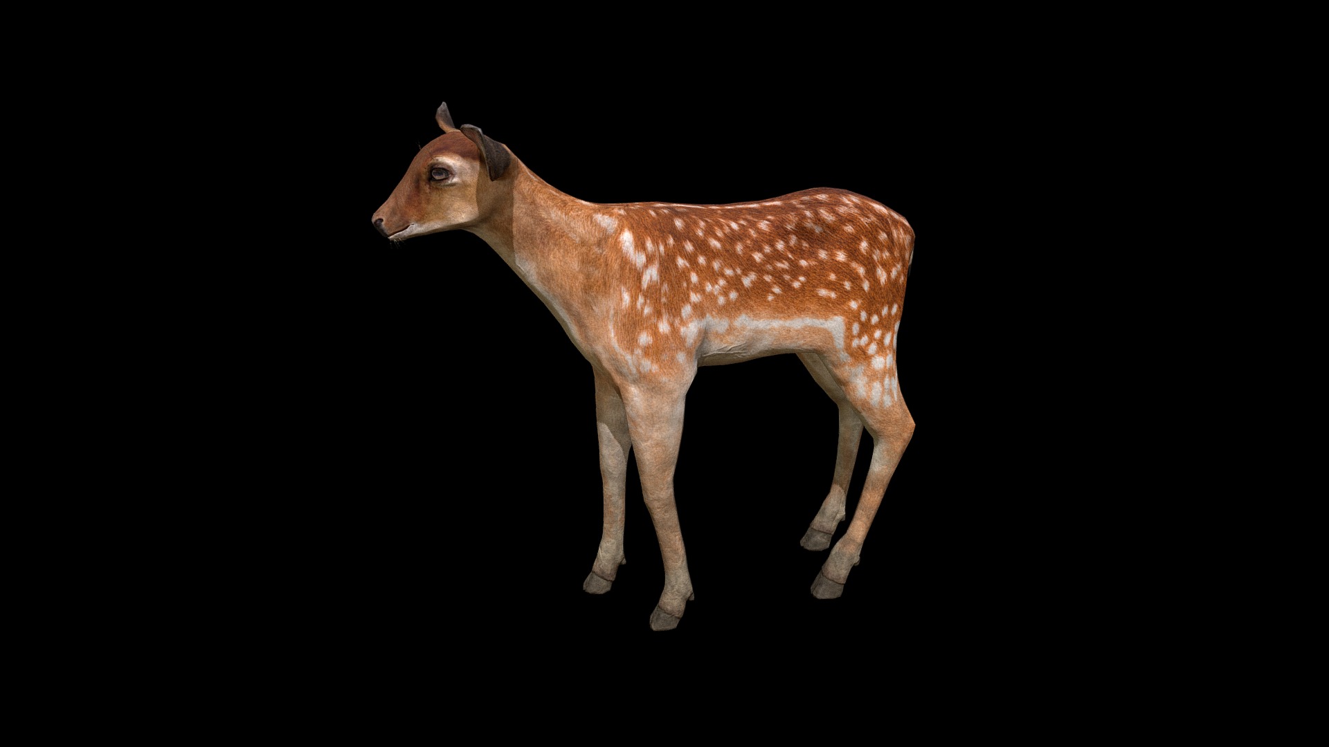 3D model Deer Calf - This is a 3D model of the Deer Calf. The 3D model is about a brown animal with a black background.
