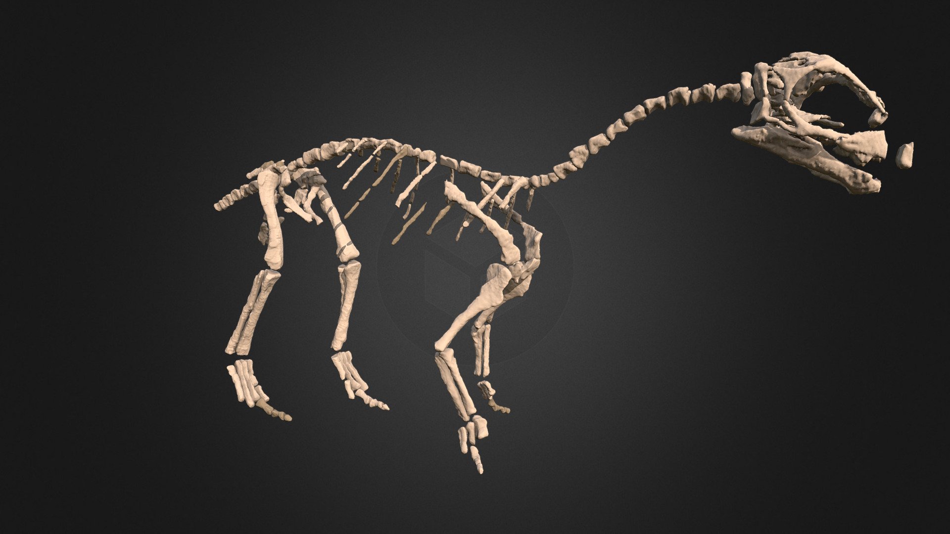 Mussaurus Hatchling Skeleton