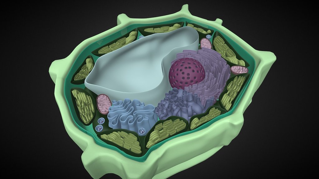 PlantCell - 3D model by Danielle (@dburgess) [7fb42bf] - Sketchfab