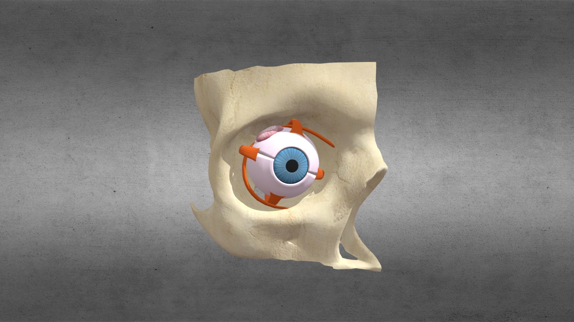 Human Eye Section