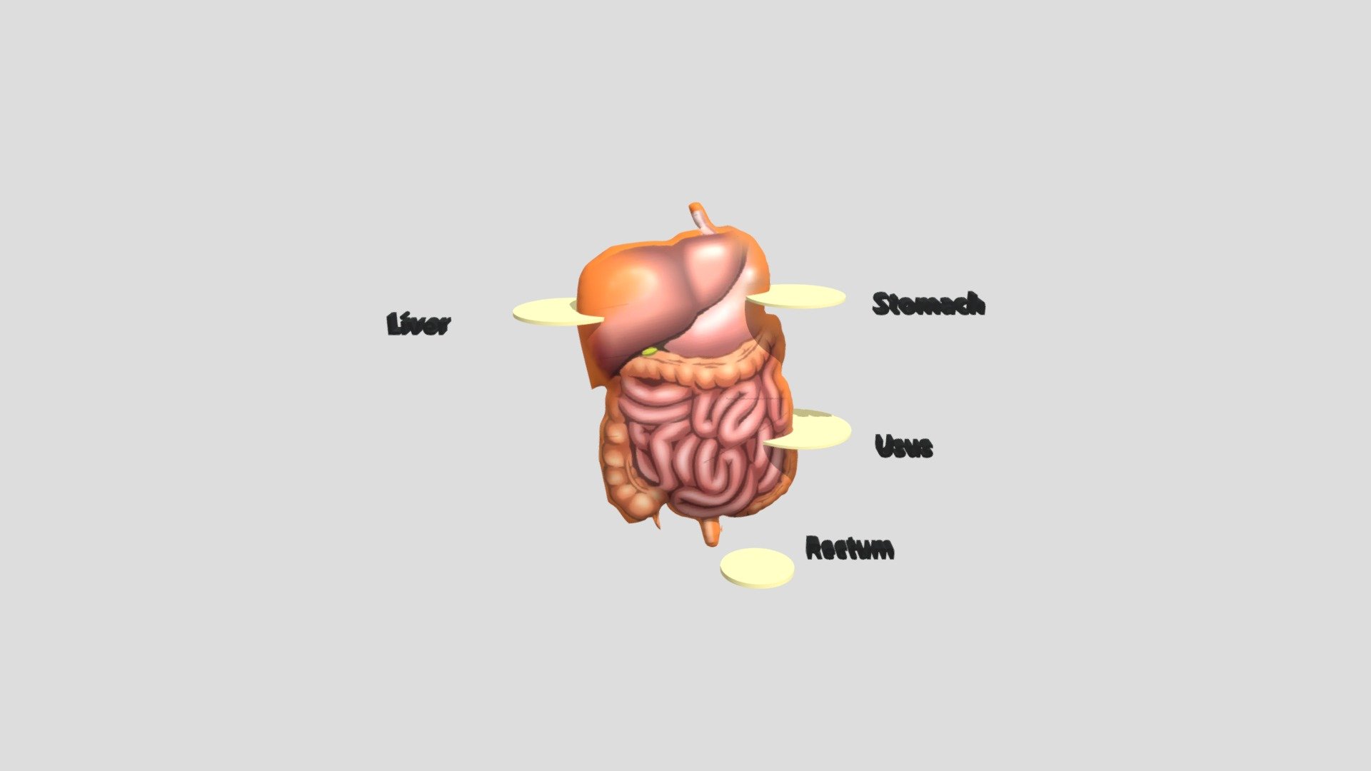 Organ Tubuh